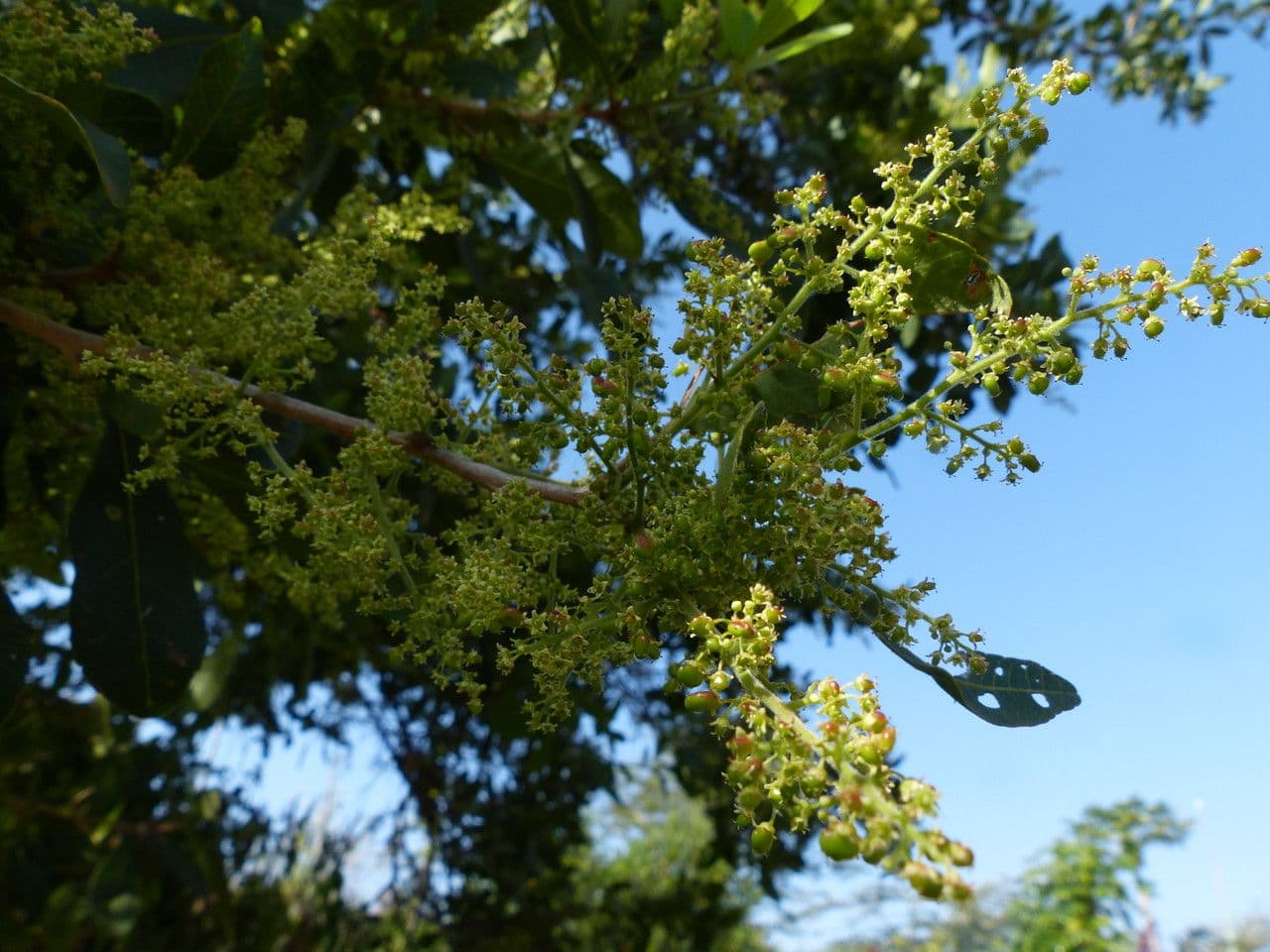 Searsia natalensis 27