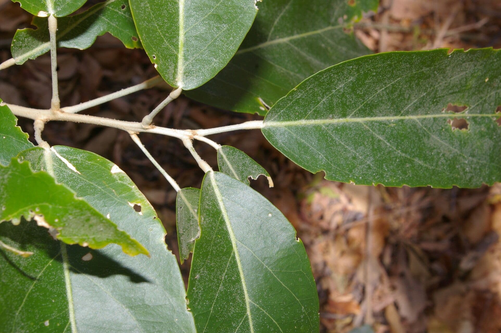 Morisonia americká 2