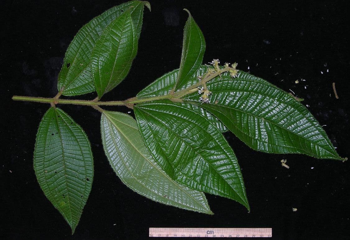 Miconia 9