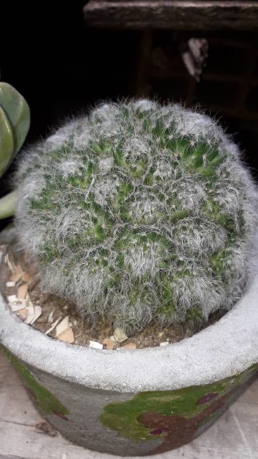 Cactus 6