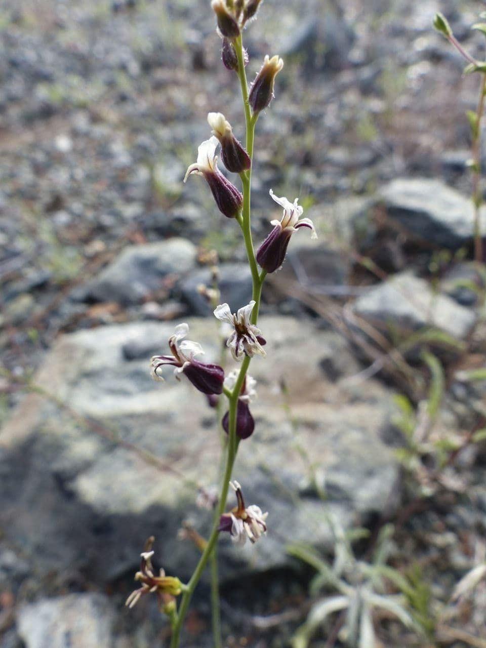 Streptanthus