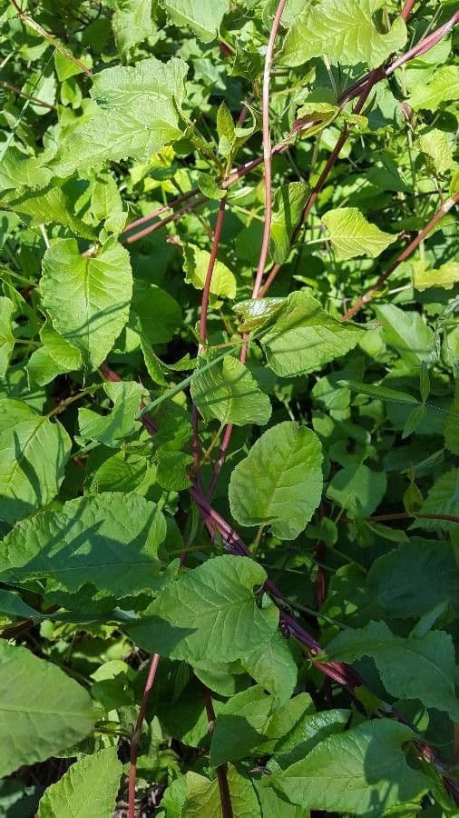 Fallopia scandens 7