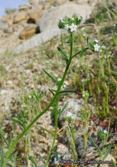 Cryptantha pterocarya 9