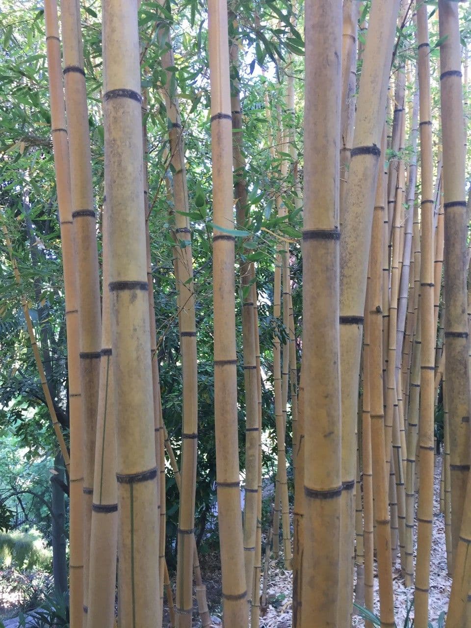 Bambù 8