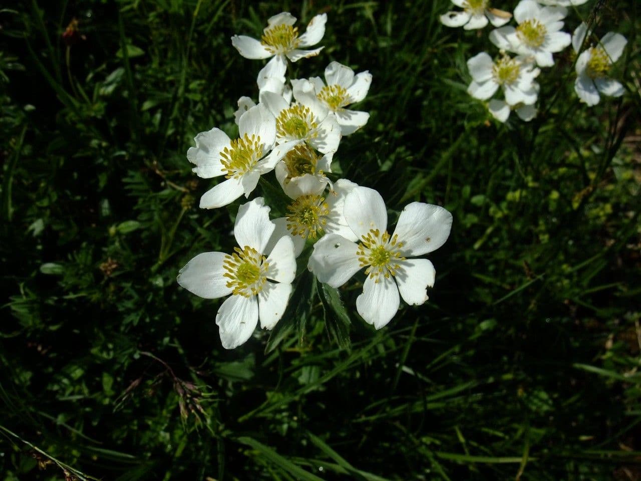 Anemone narcissiflora 12