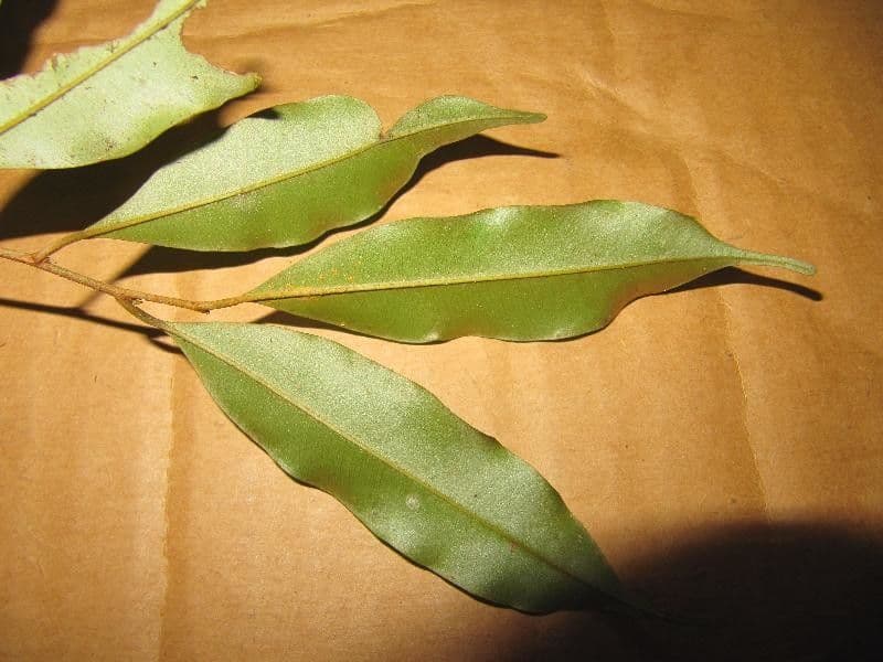 Chrysophyllum argenteum 5