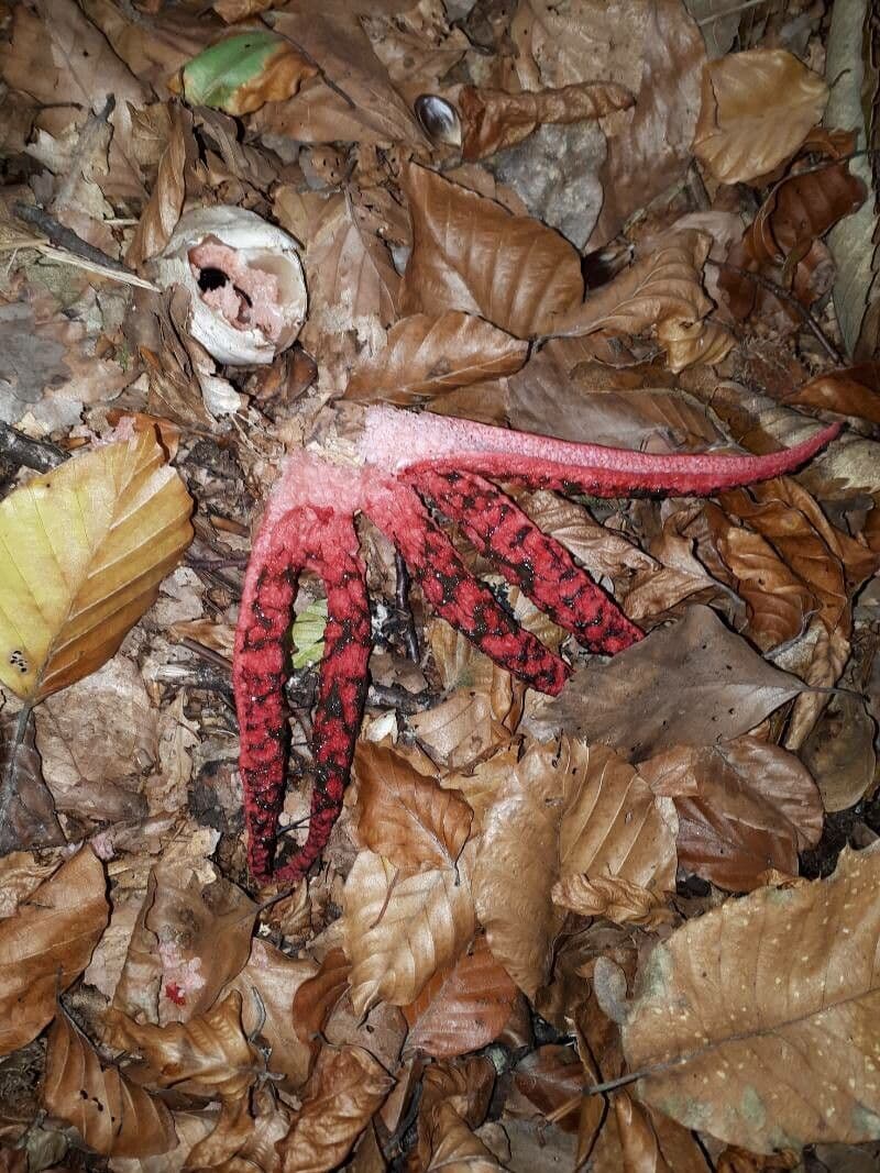 Hydnora 9