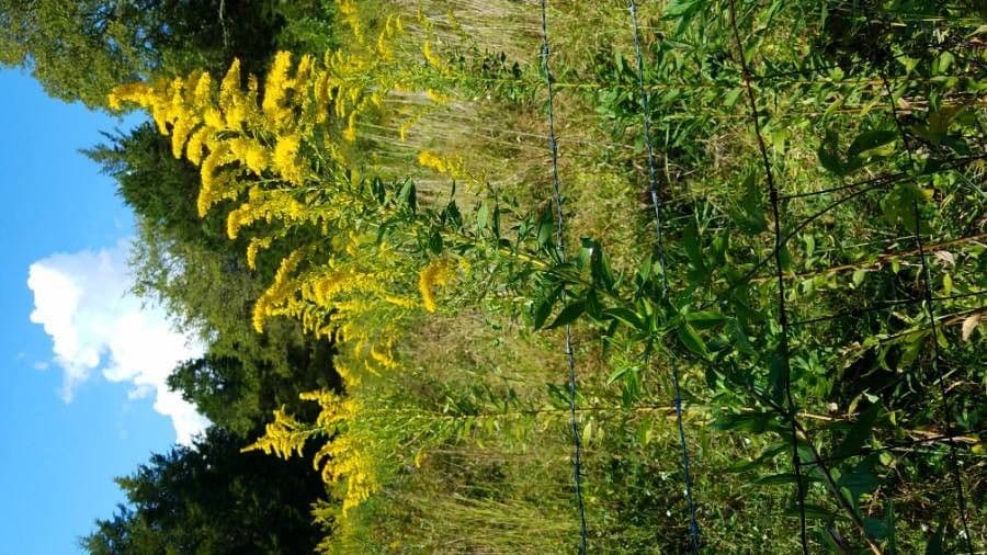 Verga d'oro aspra
