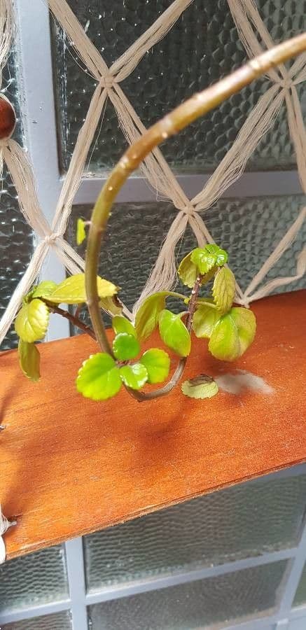 Plectranthus 17