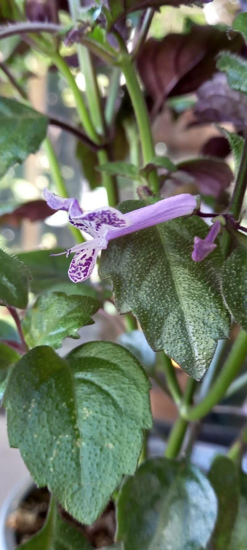 Plectranthus 5