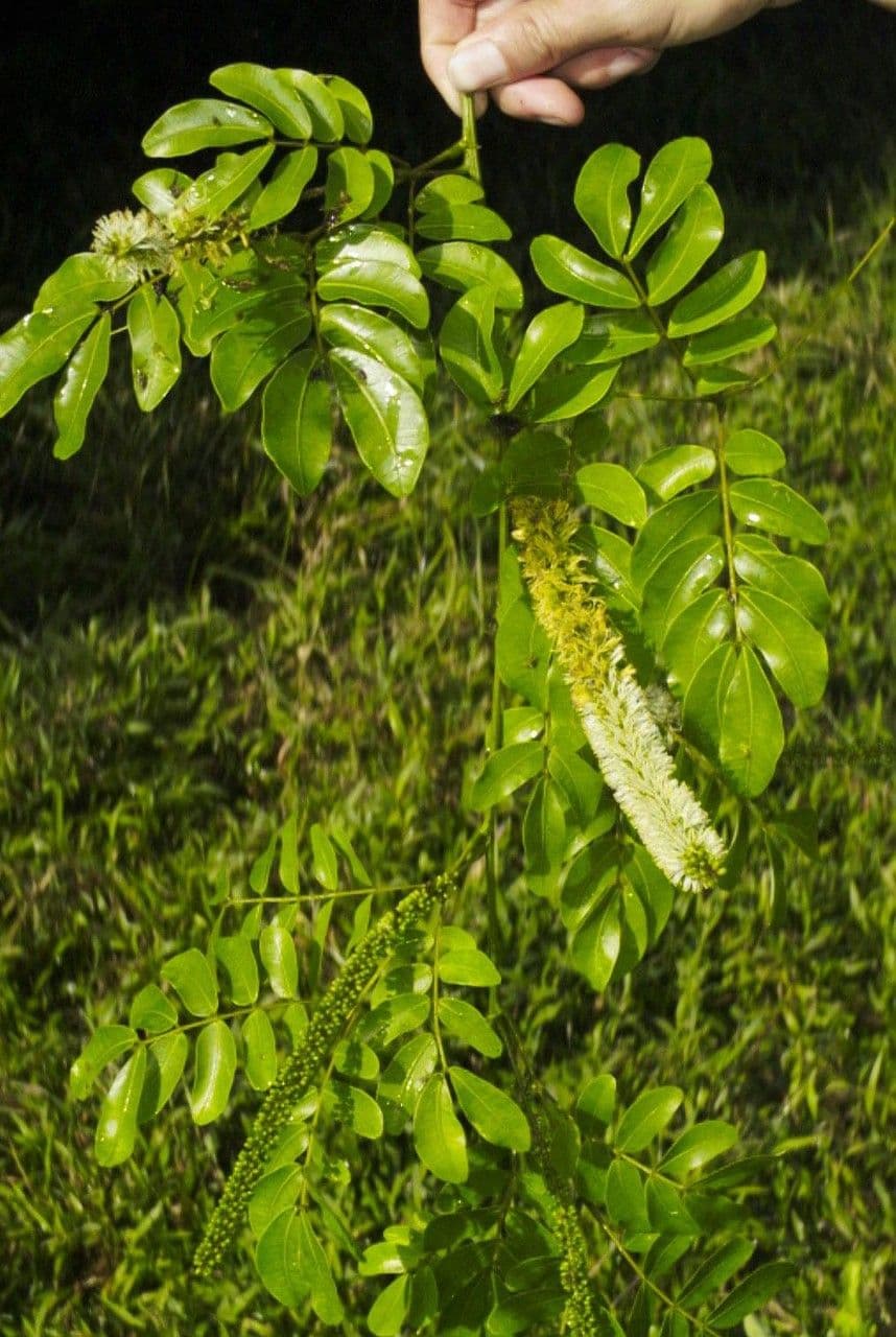 Entada 6