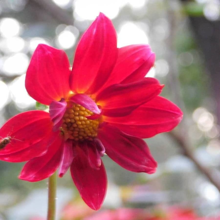 Dalia 22