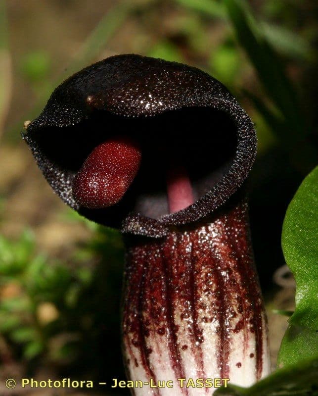 Arisarum 26