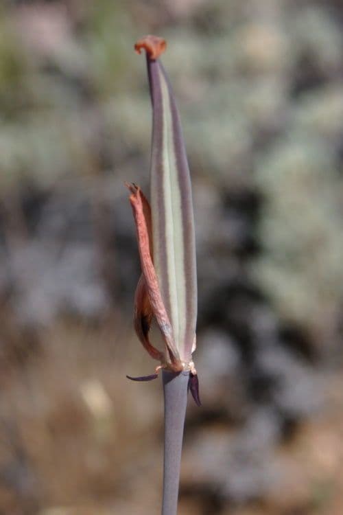 Calochortus di Kennedy