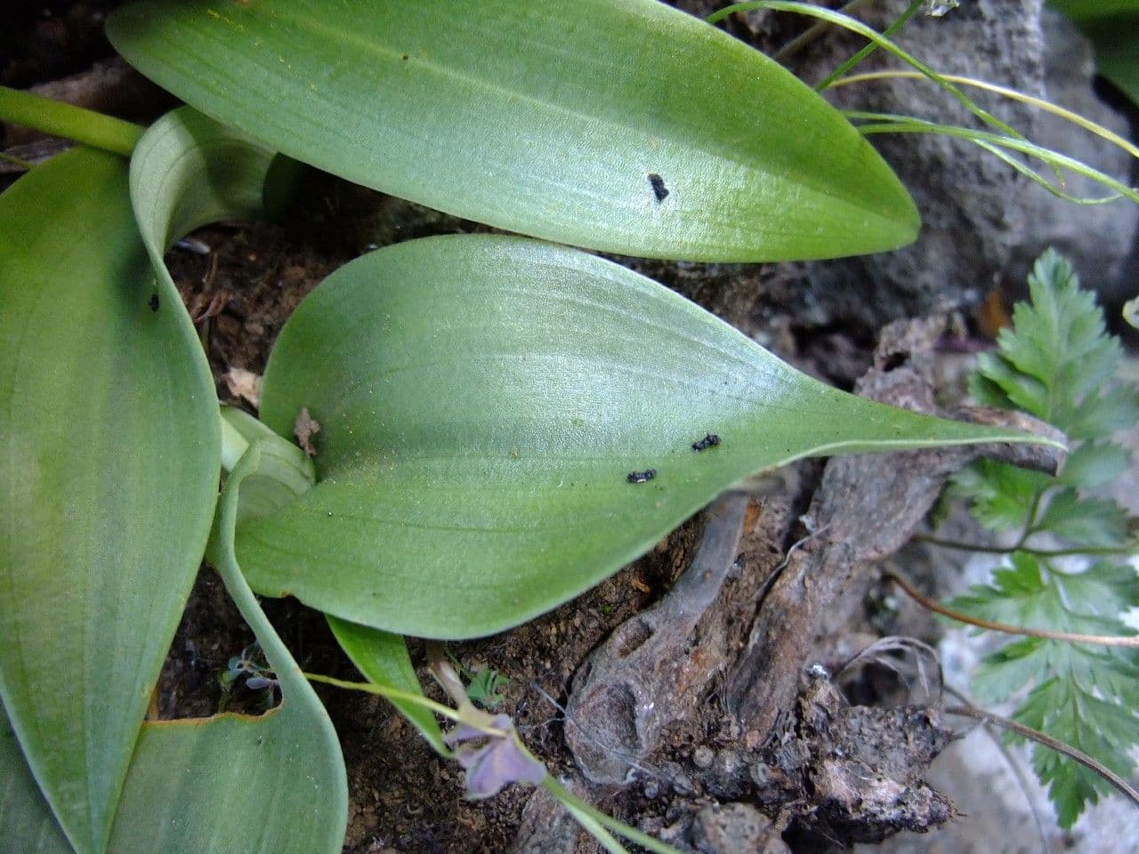 Habenaria 14