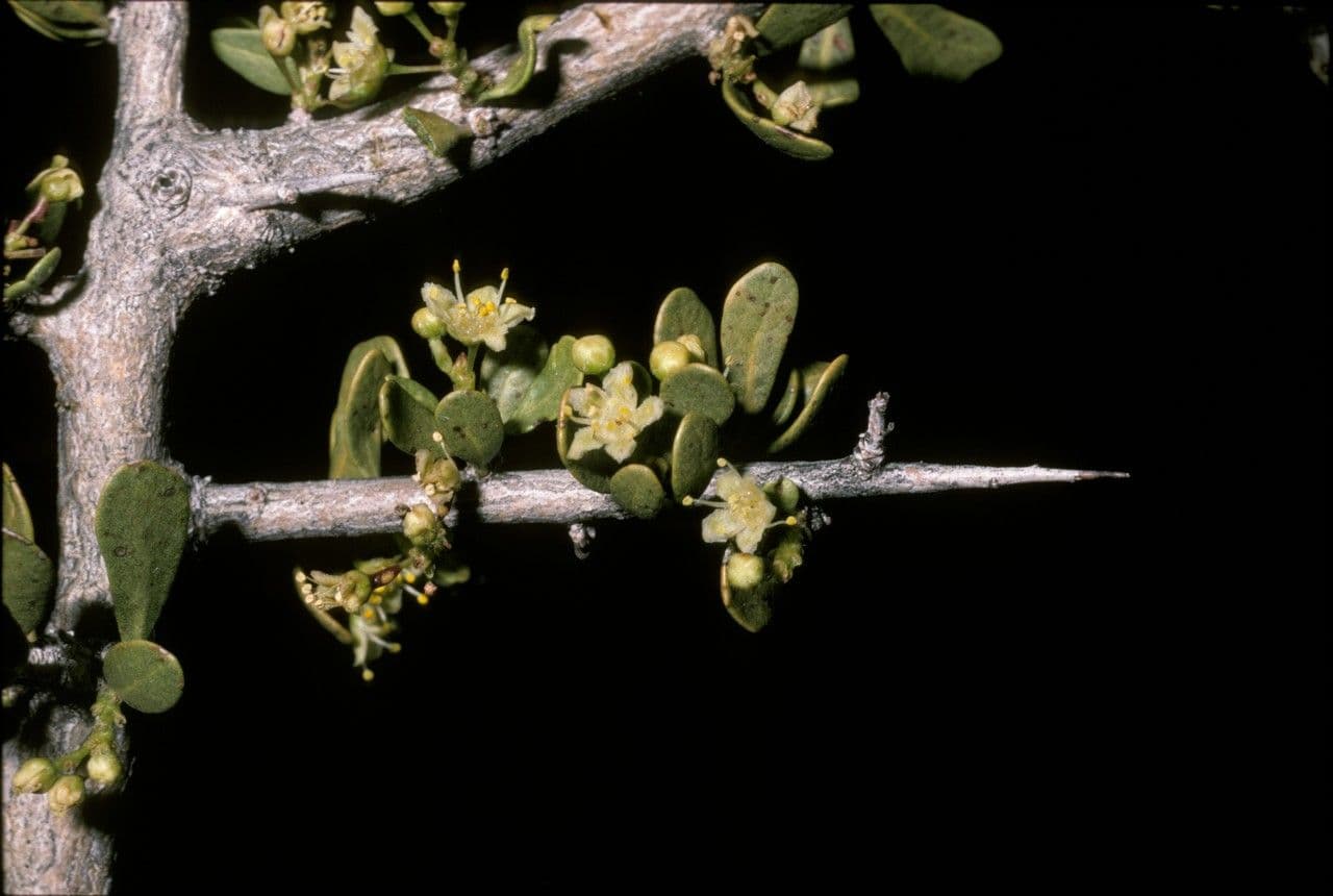 Schinus 2
