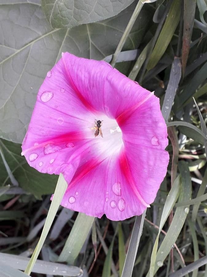 Purpur-Prunkwinde 6