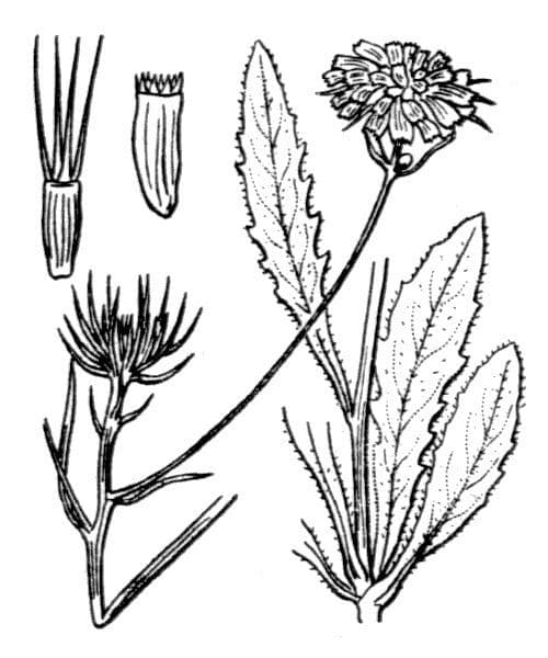 Tolpis 19