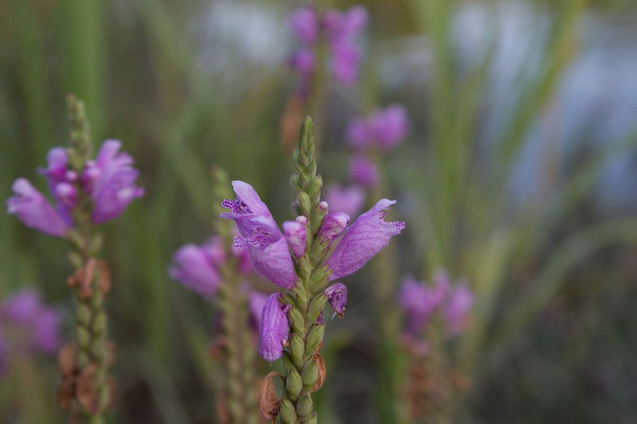 Physostegia 2