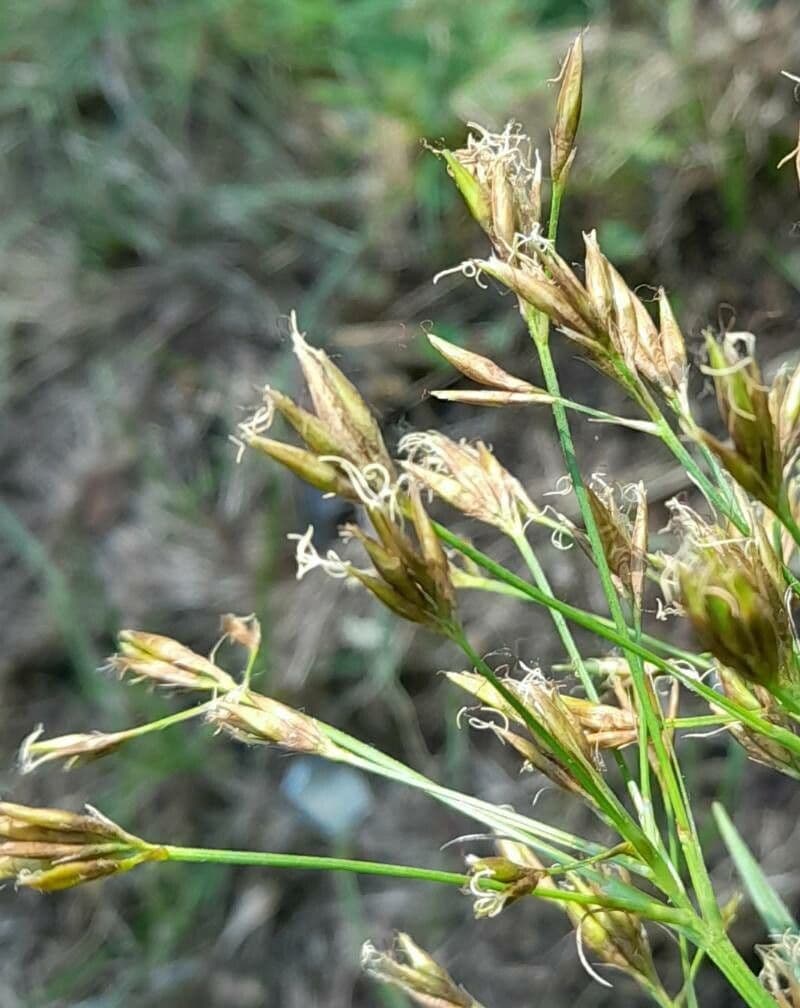 Rhynchospora corymbosa 2