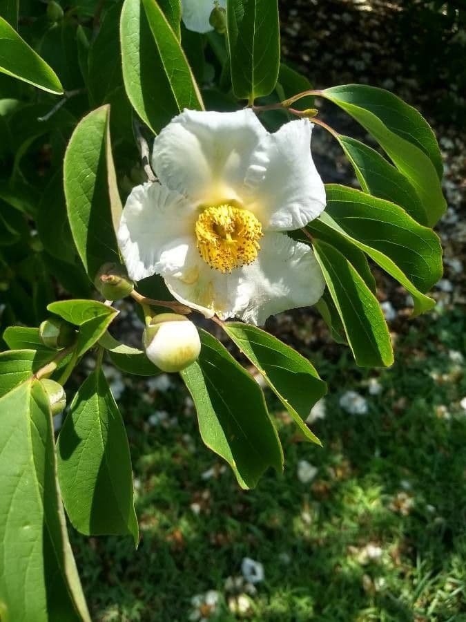 Fried-egg tree 5