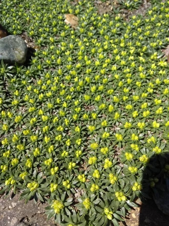 Azorella monanta 2