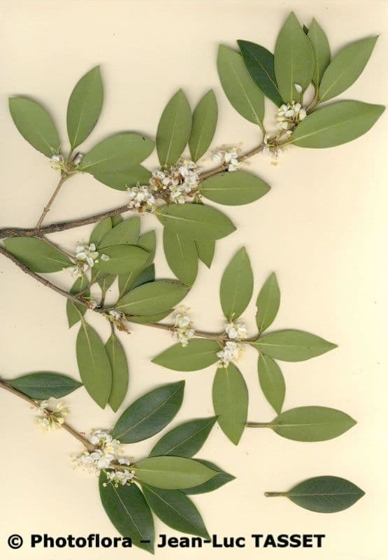 Buntlaub-Duftblume 27