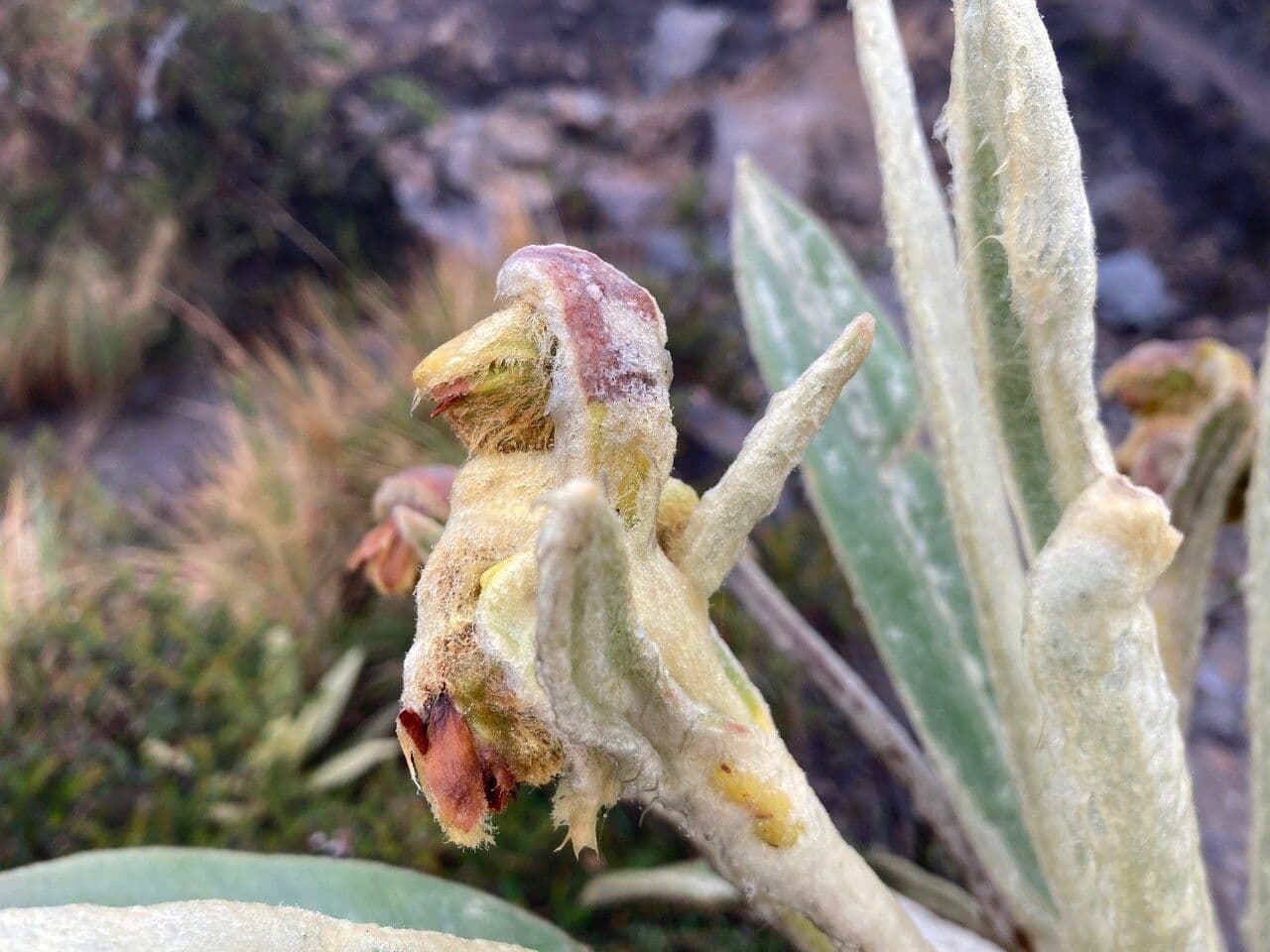 Espeletia 2