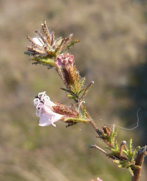 Calycadenia multiglandulosa 7