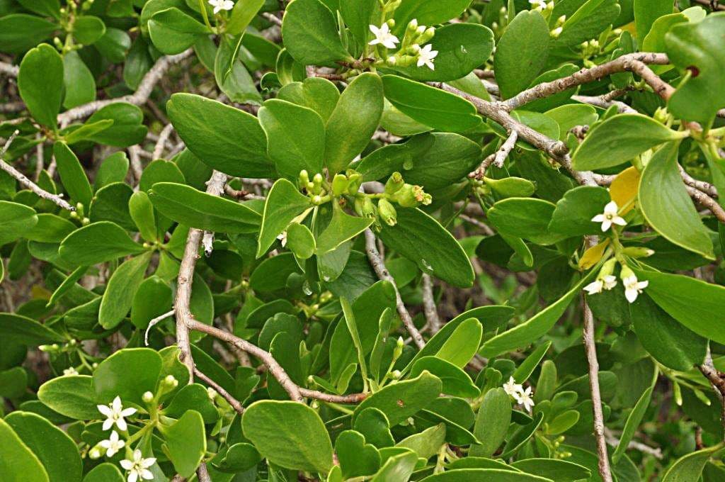 Lumnitzera 11