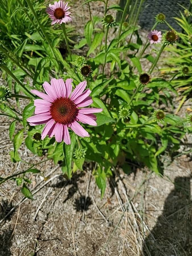Echinacea del Tennessee 4