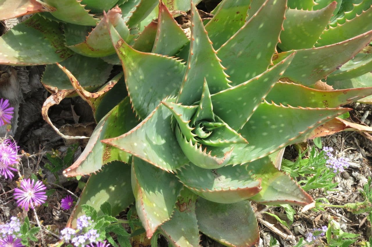 Aloe 20
