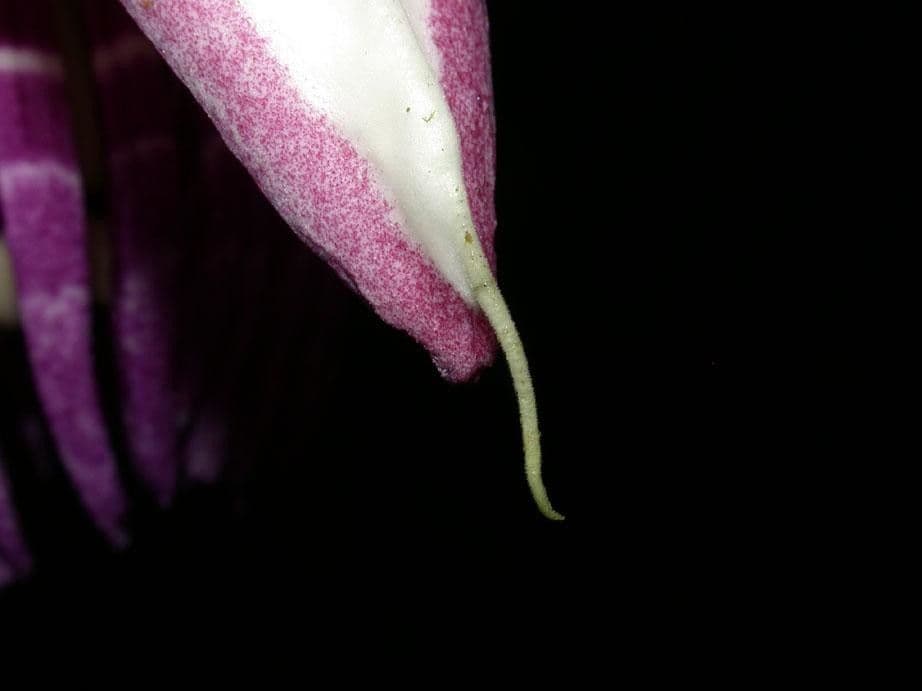 Passiflora ambigua 18