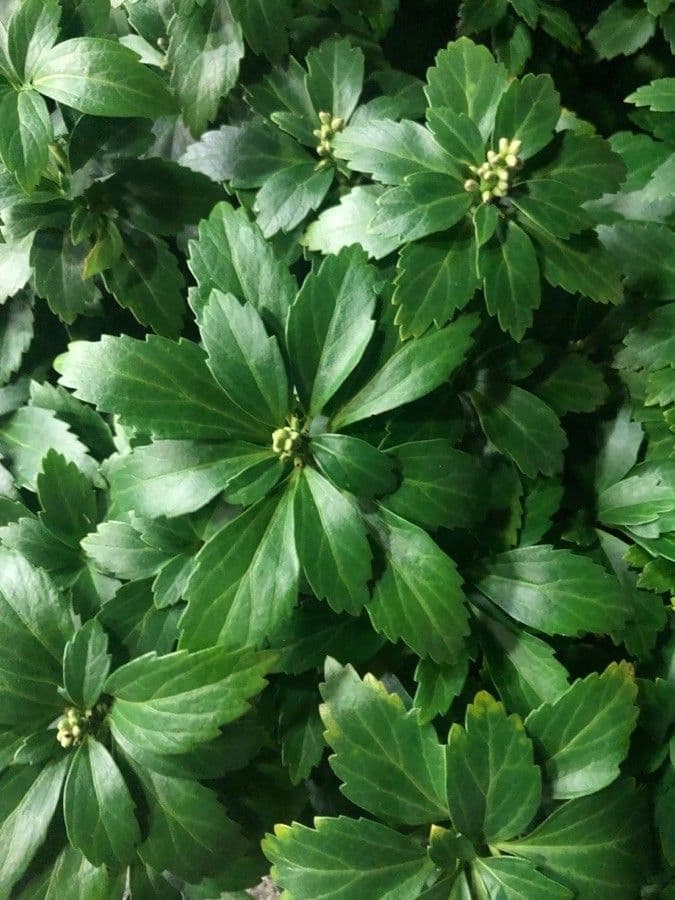 Pachysandra terminale 17