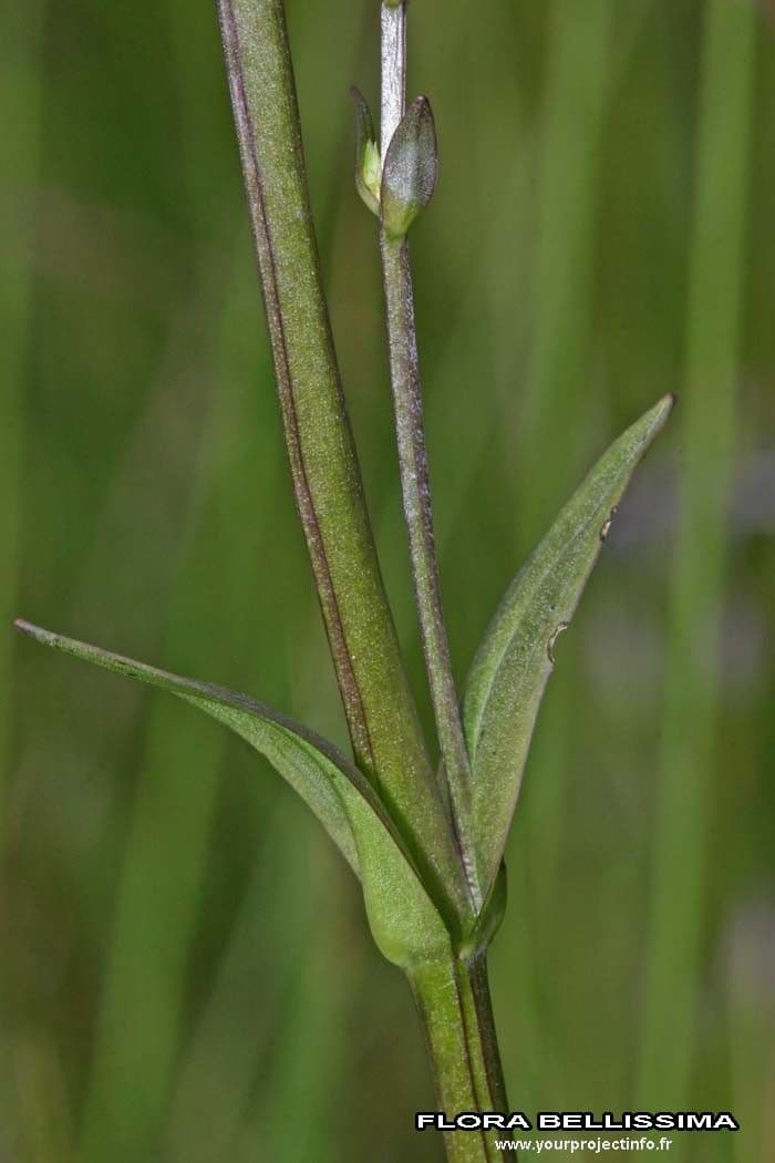 Suertia 20