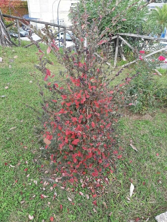 Cotoneaster zabelii 7