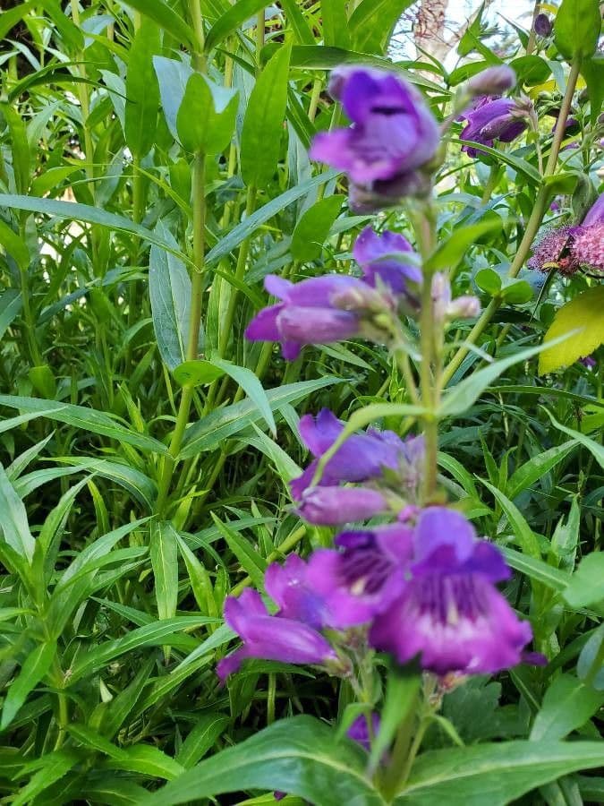 Penstemon 16