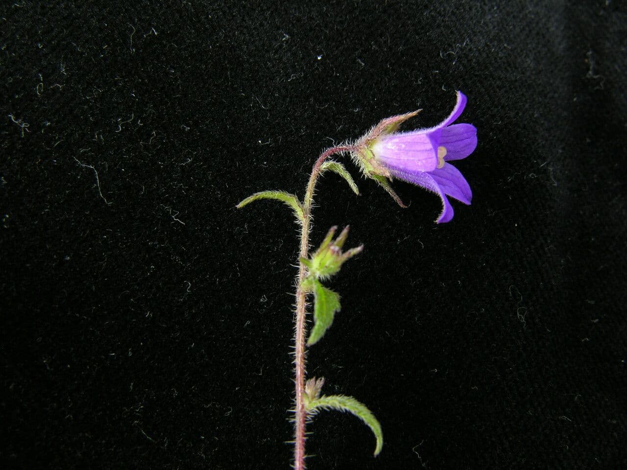 Campanula 5