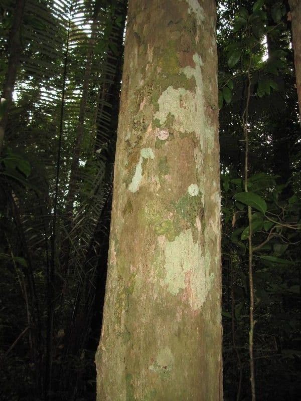 Chaetocarpus 8