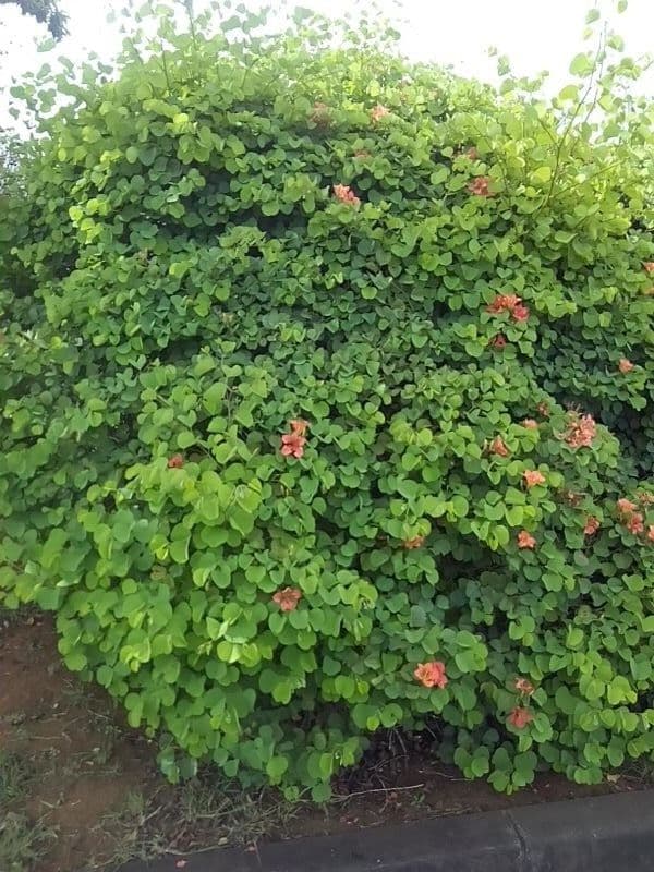 Bauhinia galpinii 12