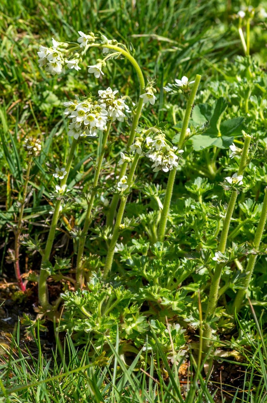Saxifraga 12