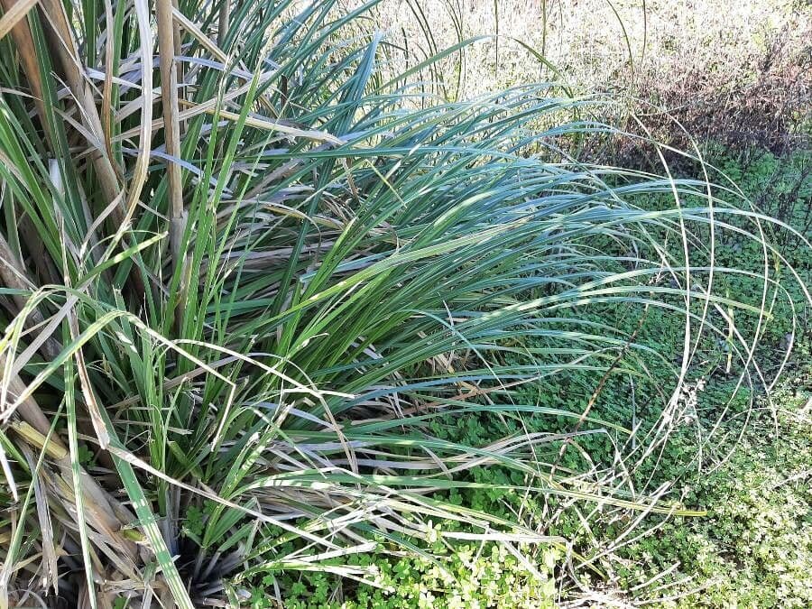 Erba delle pampas 17