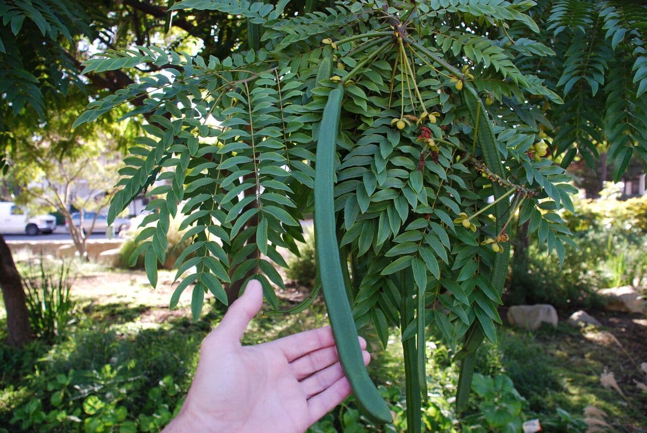 Cassia 5