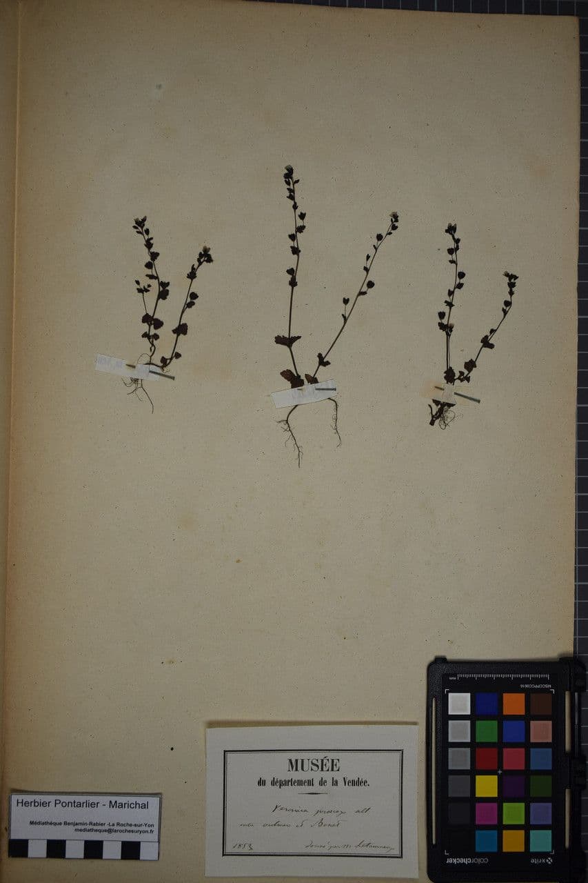 Veronica praecox 26