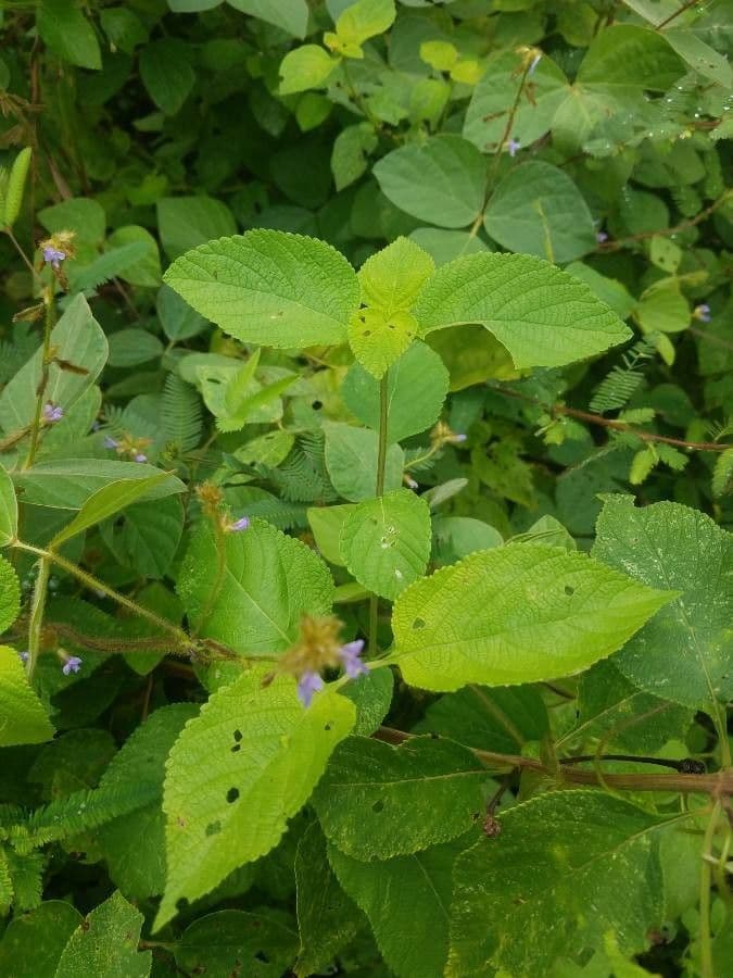 Calopogonium 16