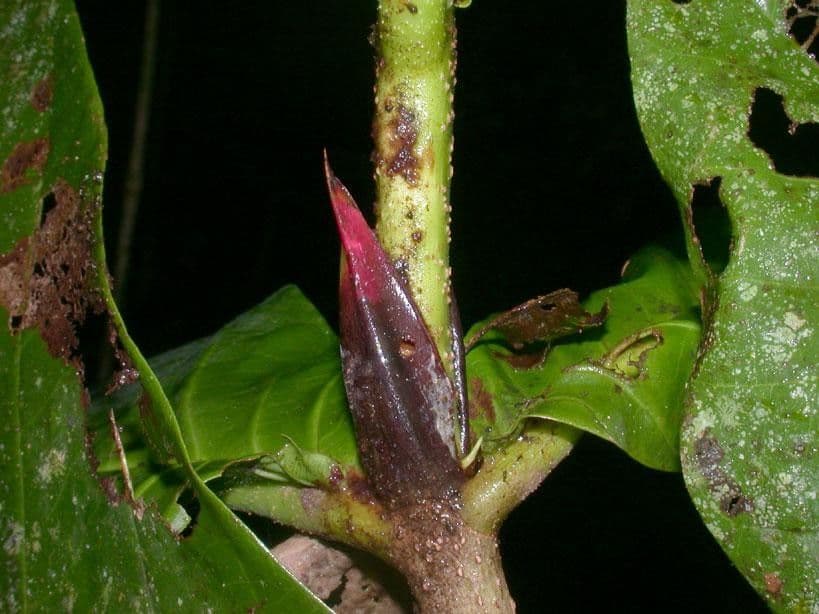 Simira 13