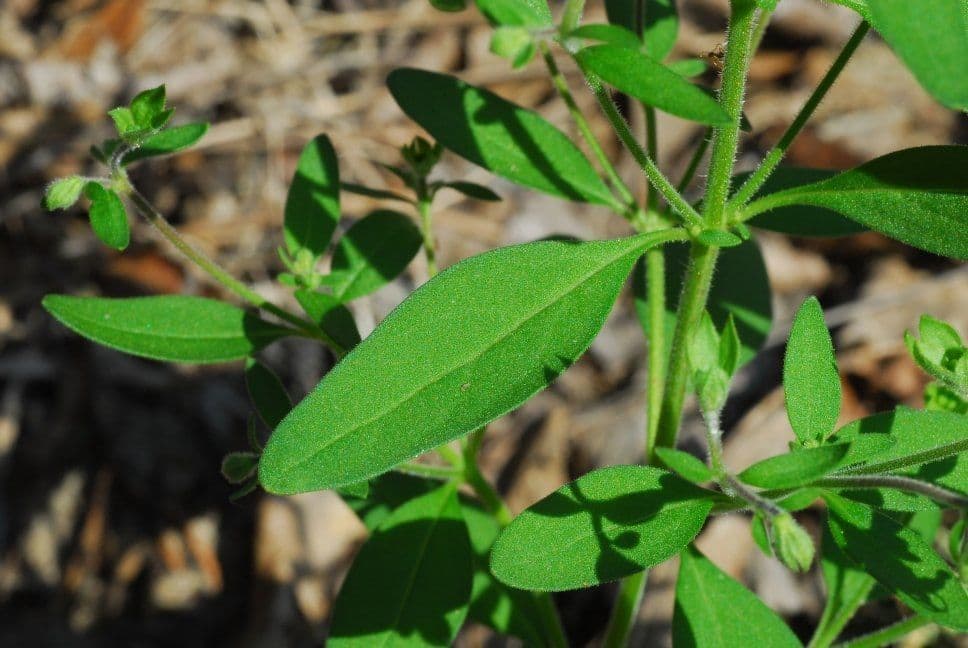 Trichostema Dichotomum 16