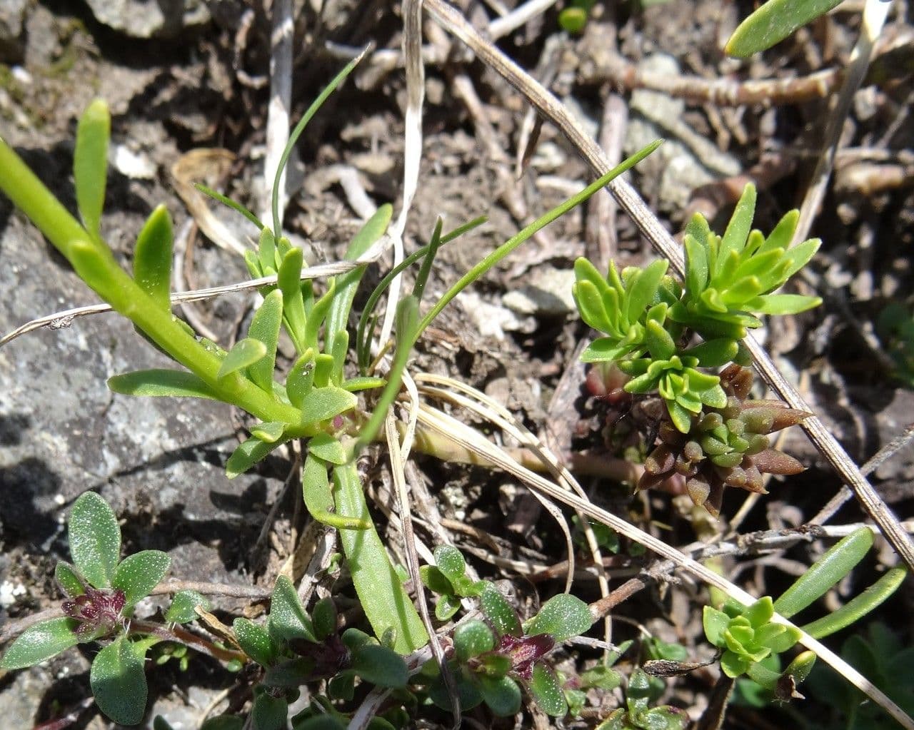Felsen-Schiffchen 11