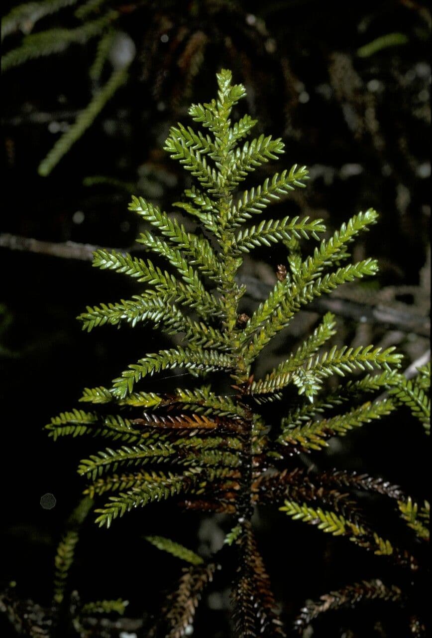 Pilgerodendron chilský 15