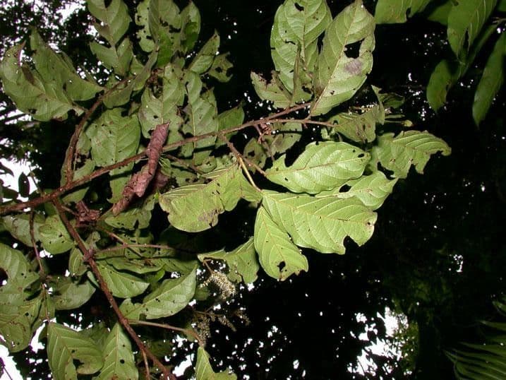 Combretum lasco 6